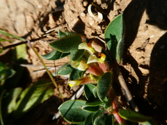 Tripodion tetraphyllum