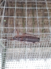 Nesoecia