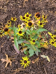 Rudbeckia fulgida