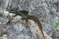 Basiliscus basiliscus