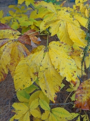 Aesculus parviflora