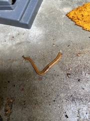 Bipalium adventitium