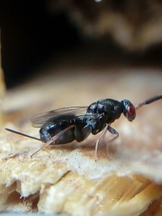 Monodontomerus