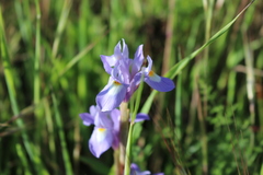 Moraea sisyrinchium