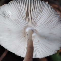 Leucoagaricus nympharum