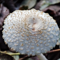 Leucoagaricus nympharum