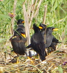 Acridotheres grandis