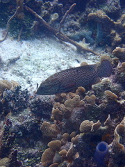 Cephalopholis cruentata