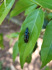 Raphiocera