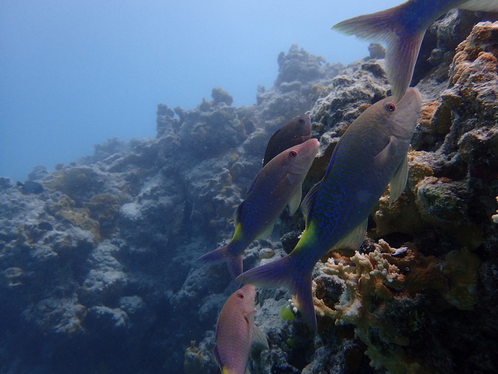 Gold-saddle goatfish