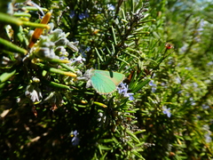 Callophrys rubi