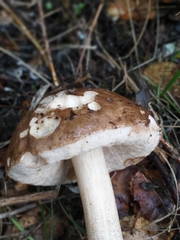 Leccinum scabrum