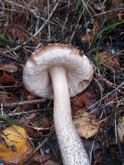 Leccinum scabrum