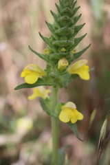 Bellardia trixago