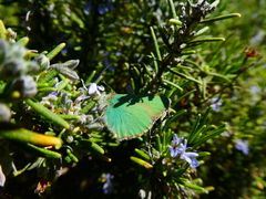 Callophrys rubi