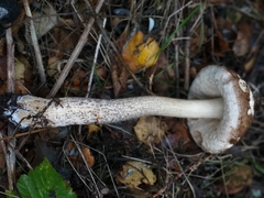 Leccinum scabrum