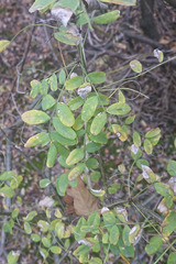 Caragana arborescens