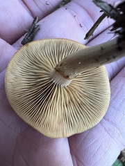 Pholiota spumosa