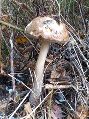Leccinum scabrum