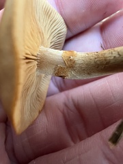 Pholiota spumosa