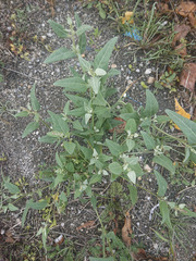 Atriplex micrantha