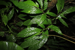 Lycianthes