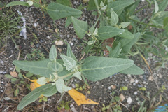 Atriplex micrantha