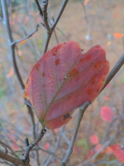 Fothergilla major