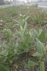 Atriplex micrantha