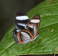 Vila azeca