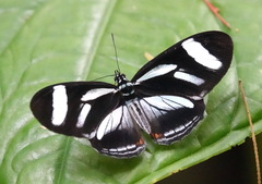 Vila azeca