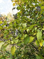 Rhamnus cathartica