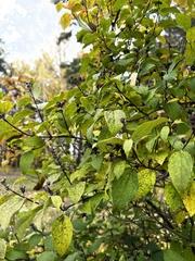 Rhamnus cathartica