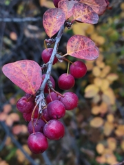 Cotoneaster lucidus