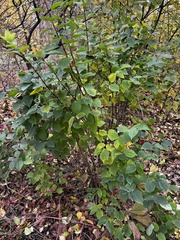 Rhamnus cathartica