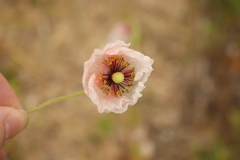 Papaver dubium