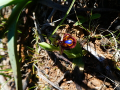 Ophrys speculum