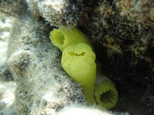 Phallusia julinea