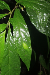 Lycianthes