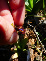 Ophrys speculum