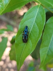 Raphiocera