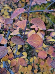 Cotoneaster lucidus
