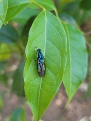 Raphiocera
