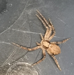 Philodromus