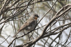 Pachycephala inornata