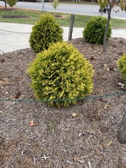 Chamaecyparis pisifera