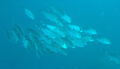 Caranx sexfasciatus