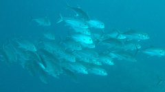 Caranx sexfasciatus