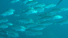 Caranx sexfasciatus