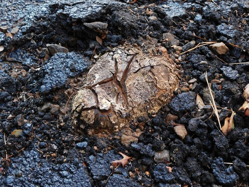 Many-rooted Earthball (Scleroderma polyrhizum)